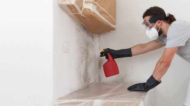 Professional Basement Mold Remediation technician working in Medina, TN