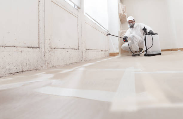 24/7 Emergency Basement Mold Remediation experts in Medina, TN